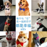 Ошейник для собачьего галстука плитка для домашних животных, кошки, кошки, золотая мосамайя фаната Dou Diy