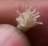 Хлопковая зажигалка, диаметр 2.25мм