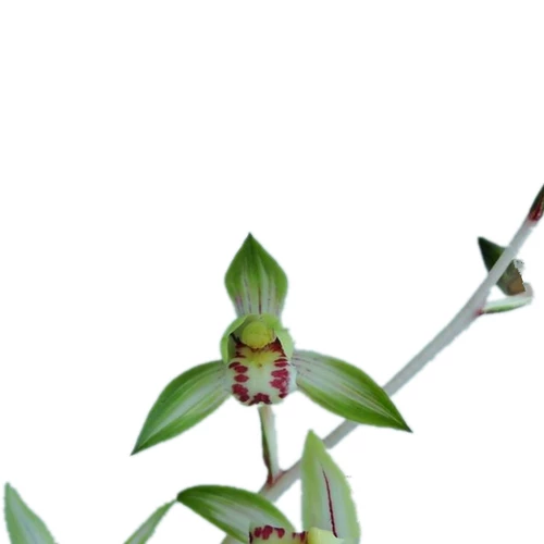 Hongyuan Flower Flower Four Seasons Orchid Seedinglings с бутонами и паточками атака