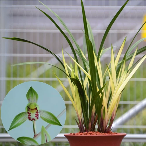 Hongyuan Flower Flower Four Seasons Orchid Seedinglings с бутонами и паточками атака