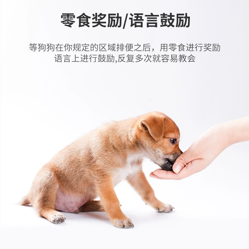 Агент туалета для собак Фиксированное положение -Точка позиционирования и дефекация туалет жидкость