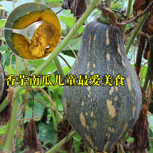 Таро Клейкий тыква семена гуандун таро малый вкус тыква семена Приятный вкус гибрида тыква