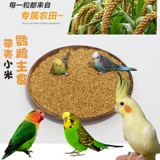 Huangguzi с ракуш