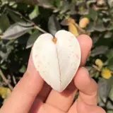 Сердечное сердце из природного раковины Сердце Сердце Сердело