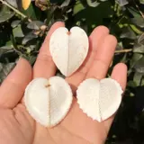 Сердечное сердце из природного раковины Сердце Сердце Сердело