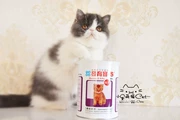 Phát triển kho báu mèo với công thức toàn bộ ruột để điều hòa dạ dày và ruột Bảo Bảo khuyến mãi tiêu hóa đặc biệt 350g chính hãng - Cat / Dog Health bổ sung