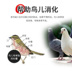 Cao Canxi Budgerigar Pigeon Sức khỏe Cát Sức khỏe Thư Thư Pigeon Pigeon Cung cấp thức ăn cho chim Thức ăn cho chim bồ câu - Chim & Chăm sóc chim Supplies long chim chao mao dep Chim & Chăm sóc chim Supplies