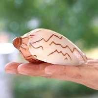 Хаки