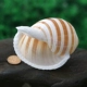 Pin Snail 9-10 см