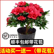 Цветок 杜鹃花苗带花苞老桩大盆栽四季开花卉室内植物开花不断好养的花苗