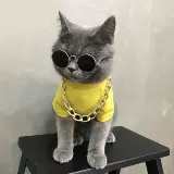 Холод - котенок котенка, кошка, собака, собака, шея, шея, ювелирные изделия, борьба с большим золотым воротником