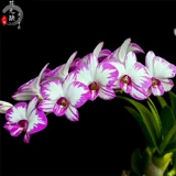 Four Seasons Long Flower [Япония Pour Dendrobium dendrobium] импортная дендробиум орхидея 3.5 -дюймовый цветочный меч