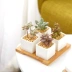 Bình vuông có khay sứ đặt nồi sứ trắng bằng gốm sứ chậu hoa mọng nước sáng tạo đơn giản nhỏ - Vase / Bồn hoa & Kệ