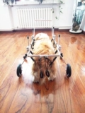 Собачья инвалидная коляска парализовала большие собачьи конечности парализованные собачьи инвалидные коляски крупные собаки с ограниченными возможностями по всему телу Четырехлокожи