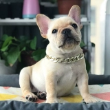 Установка домашних животных B Артефакт собака золотой цепь Fa doubitki corgi Большой, средний подвеска для собак с собачьими украшениями