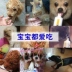 Siêu con chó dinh dưỡng kem pet cát Samoyed mèo trẻ mang thai gấu Bông vitamin dog sản phẩm sức khỏe