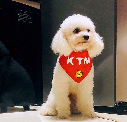 Индивидуальное название Pet Dog Golden Moso Alaska Lion Teddy Triangle Водонепроницаемое водонепроницаемое водонепроницаемое полотенце