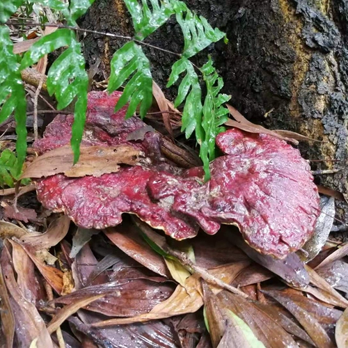 Guizhou Wild Chi Ganoderma Pure Natural Natural Franches of Blood Ganoderma lucidum 250g Подлинное красное ганодерма высушенное вино