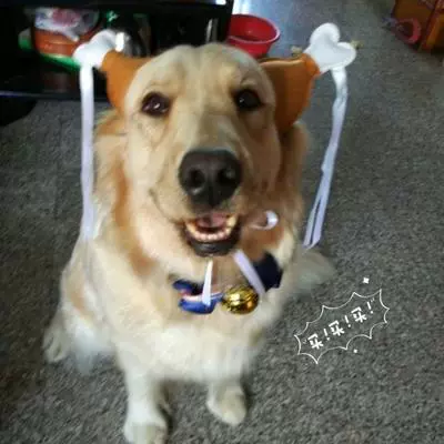 Забавный пончик на солнечной энергии, шлем, домашний питомец, кошки и собаки, подсолнух, кот