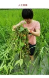 [Yamili Lily] Rouge Rouge Red Rice Guizhou