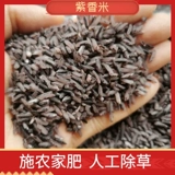 [Shanjian Lily] Zixiangmi Zi Zimi Guizhou