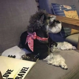 Кошка, собачья собачья шарф собаки кошки в летнем прозрачном кулерке с большим и средним для собачьей анти -лето