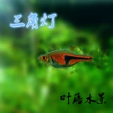 Лист Luo Water View Blue Eye Light Fish One Eye Crowd Crowd Red Nose Ncissors бледно -светлый фонарь