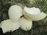 Натуральная страус яичная скольжение