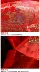 Sofa cưới Trung Quốc ôm gối lớn màu đỏ hifu từ đệm bao gồm giường cưới tựa lưng đặt không có lõi 55