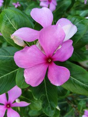 Бумага для струйной печати a0幅面海报纸180克进口卷筒超滑面防水彩喷纸0.914*30米cad工程纸