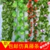 Mô phỏng trong nhà hoa hồng treo tường giả hoa mây điều hòa không khí phòng khách trang trí bao gồm cây nho nhựa - Hoa nhân tạo / Cây / Trái cây cây trúc giả Hoa nhân tạo / Cây / Trái cây