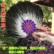 Purple Flower Black Feather Fan (1 бесплатная доставка)