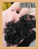 Yunnan Black Ant Publly Winter Bone Ant New Good