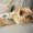 Little Tail Pet Quần áo Net Quần áo đỏ Pháp Bò Quần áo Pet Corgi Pug Dog Vest Ying Dou - Quần áo & phụ kiện thú cưng