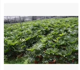 Весна Ю. Весенний дождь. Зеленые горшечные растения поглощают формальдегид. Очищают воздух. Офисные горшечные растения. Гидропонные цветы бонсай. Бесплатная доставка.