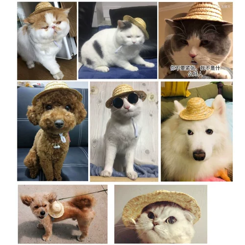 Шапка, кролик, аксессуар для волос на солнечной энергии, шлем, домашний питомец, защита для ушей, подсолнух, кот, лев