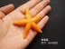Mô phỏng sao biển mô hình sinh vật biển đạo cụ nhựa giáo dục sớm chất béo trò chơi ngôi sao lớn hiển thị giáo dục sớm đồ chơi - Đồ chơi gia đình