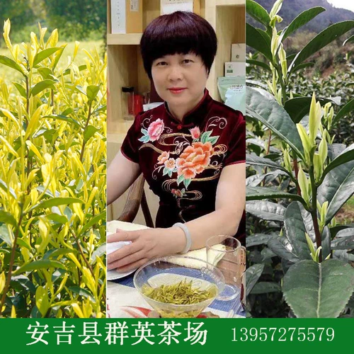 Anji White Tea Original Original Extraordinating Green Qi Qi Qi Qi Qi Qi Zi 50G*2 = 100G банок