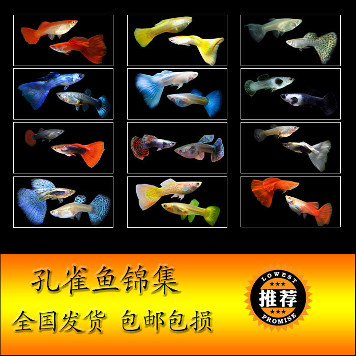 孔雀の魚ライブ 観賞魚 熱帯魚 アンチョビ 小規模 淡水 ペット 魚とアクアマン 金魚 苗 中国仕入れ Com