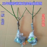 Рассаженность из шливы красная сливовая маринованная слива Pakes Pakes