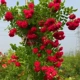 Красная роза (Kni Teng)