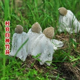 Zhuyu Dry Goods Specialty Products 50 г бамбука Sheng Natural Meat Толстое звело, без копченого фермеров, самим