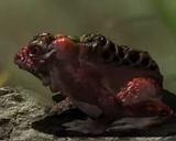 Безрассудные моллюски Чжу, захваченные их собственной семьей, могут быть ядовитыми после кормления и еды