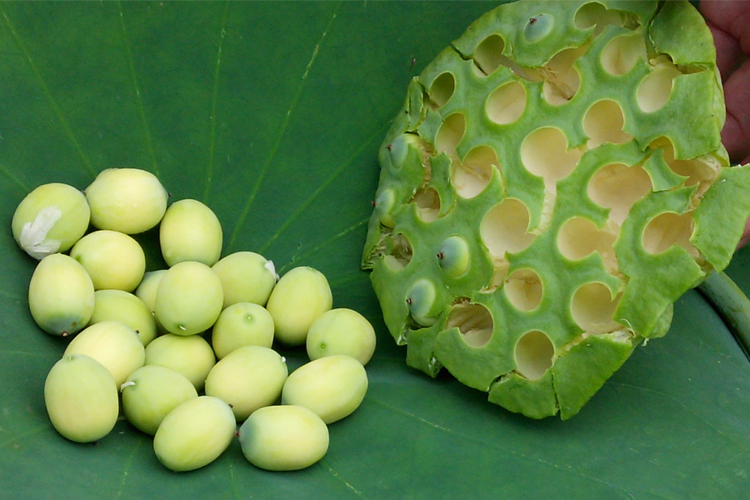 新鮮蓮蓬嫩蓮子江西太空蓮生吃鮮甜嫩蓮子水生零食水果蔬菜現摘發