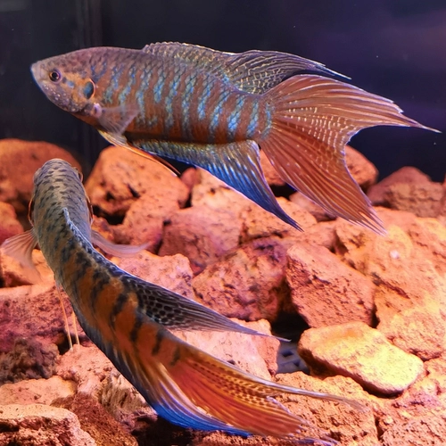 斗鱼 Холодная вода пресноводная вода в Кита