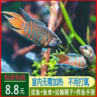 [Снижение ограничения покупки] PU FORK 4-5 см 4 штуки