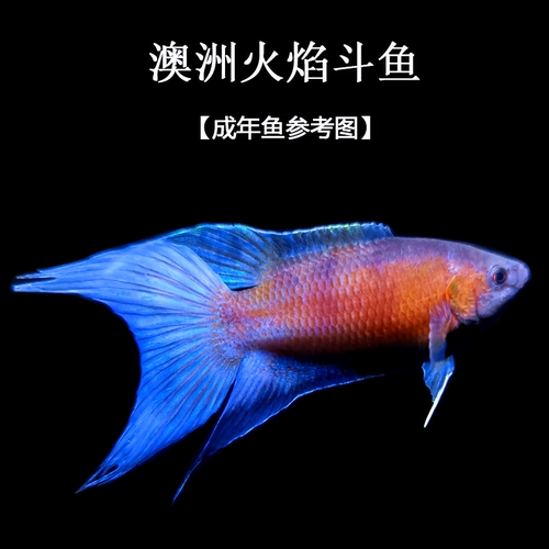 斗鱼 Холодная вода пресноводная вода в Кита