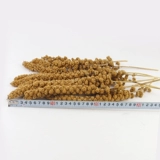 Huanggu Sui Золотое филе подвесные крысы Barcers Barrite Squirrel Snack Dutrition Feed 100g