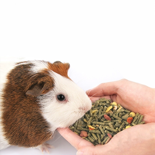 Бесплатная доставка Jolly Zuli Zuoli Комплексная Tianshi Geogg Food Голландская свинина Kwai Крыс