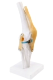 12 -летняя функция коленного сустава модель на полуны перекрестная связок активность
